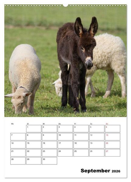 Produktbild: S&uuml;&szlig;e Esel. Langohren zum Verlieben (hochwertiger Premium Wandkalender 2026 DIN A2 hoch), Kunstdruck in Hochglanz