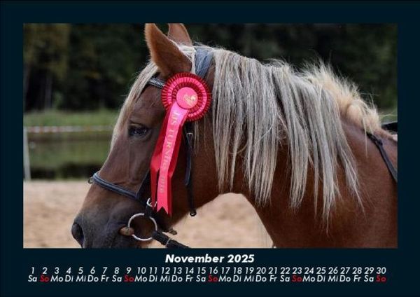 Produktbild: Pferde Kalender 2025 Fotokalender DIN A5