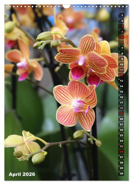 Produktbild: Phalaenopsis - Sch&ouml;ne Schmetterlingsorchideen (Wandkalender 2026 DIN A3 hoch), CALVENDO Monatskalender