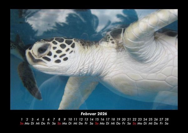 Produktbild: Schildkr&ouml;tenzauber 2026 Fotokalender DIN A3