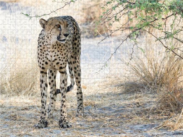 Produktbild: CALVENDO Puzzle Gepard in der Central Kalahari, Botswana | 1000 Teile Lege-Gr&ouml;&szlig;e 64x48cm Foto-Puzzle f&uuml;r gl&uuml;ckliche Stunden