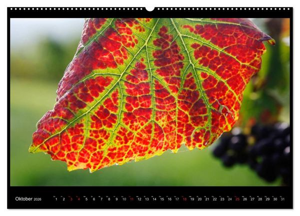 Produktbild: Wein (Wandkalender 2026 DIN A2 quer), CALVENDO Monatskalender