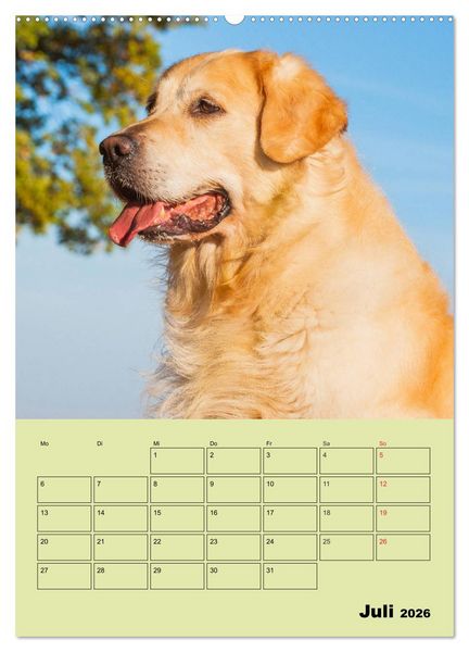 Produktbild: Jahresplaner Golden Retriever (hochwertiger Premium Wandkalender 2026 DIN A2 hoch), Kunstdruck in Hochglanz