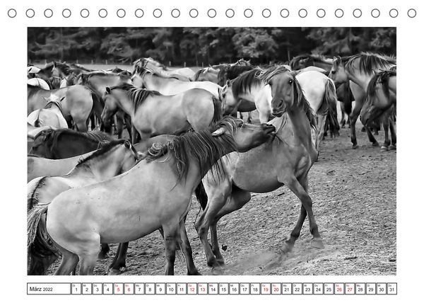 Produktbild: D&uuml;lmener Wildpferde im M&uuml;nsterland in schwarz und wei&szlig; (Tischkalender 2022 DIN A5 quer)