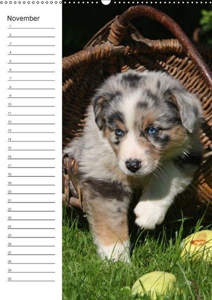Produktbild: Der Aussie - Geburtstagskalender (Wandkalender immerw&auml;hrend DIN A2 hoch)