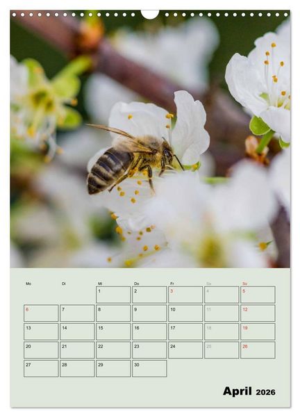 Produktbild: Bienenplaner (Wandkalender 2026 DIN A3 hoch), CALVENDO Monatskalender
