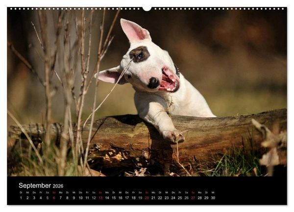 Produktbild: Bullterrier 2026 - Kleine Clowns mit gro&szlig;em Herz (hochwertiger Premium Wandkalender 2026 DIN A2 quer), Kunstdruck in Hochglanz