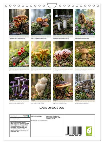 Produktbild: MAGIE DU SOUS-BOIS (Calendrier mural 2027 DIN A4 horizontal), CALVENDO calendrier mensuel