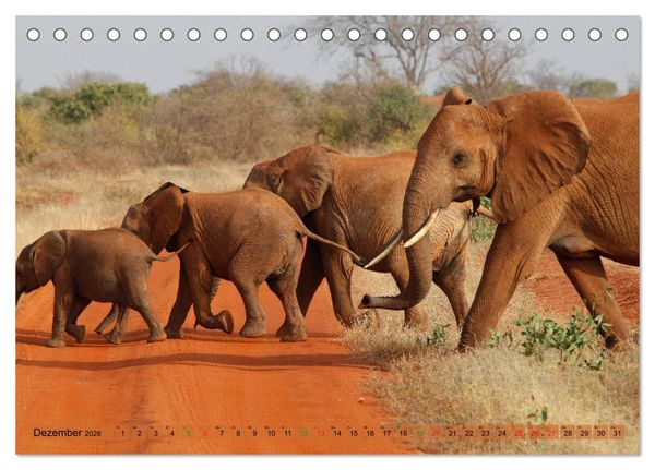 Produktbild: Elefanten in Afrika (Tischkalender 2026 DIN A5 quer), CALVENDO Monatskalender