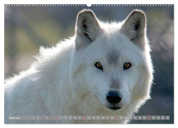 Produktbild: Wolves &bull; Faces of social hunters (High Quality Premium Wall Calendar 2026 DIN A2 landscape),CALVENDO 12 Month Wall Calendar