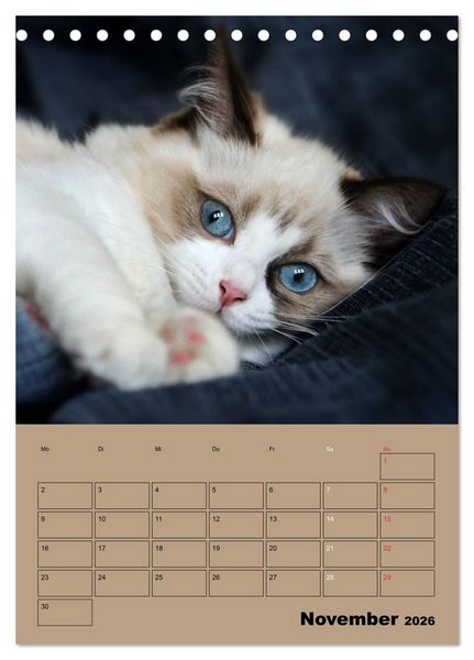 Produktbild: Ragdolls zum Verlieben (Tischkalender 2026 DIN A5 hoch), CALVENDO Monatskalender