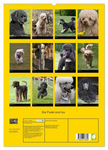 Produktbild: Die Pudel sind los (hochwertiger Premium Wandkalender 2026 DIN A2 hoch), Kunstdruck in Hochglanz