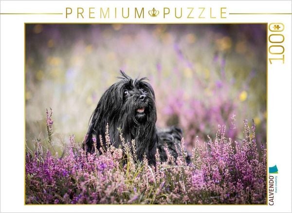 Produktbild: CALVENDO Puzzle Ein Motiv aus dem Kalender Havaneser - Wirbelwinde aus Kuba | 1000 Teile Lege-Gr&ouml;&szlig;e 64x48cm Foto-Puzzle f&uuml;r gl&uuml;ckliche Stunden