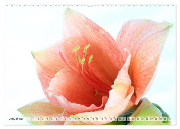 Produktbild: Blumenlust (hochwertiger Premium Wandkalender 2026 DIN A2 quer), Kunstdruck in Hochglanz