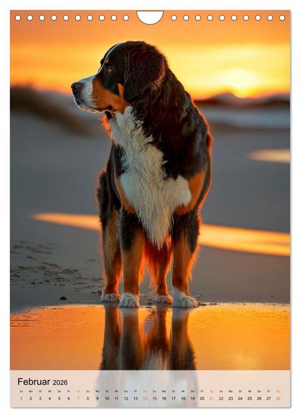 Produktbild: Berner Sennenhund - gutm&uuml;tig und treu (Wandkalender 2026 DIN A4 hoch), CALVENDO Monatskalender
