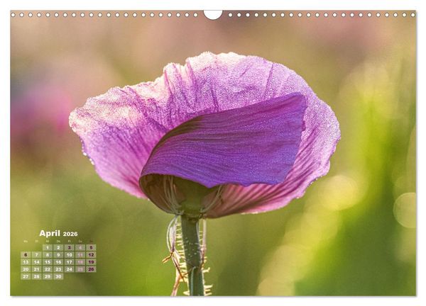 Produktbild: ZAUBERHAFTE MOHNBL&Uuml;TEN IN SCHARLACHROT UND PINK (Wandkalender 2026 DIN A3 quer), CALVENDO Monatskalender