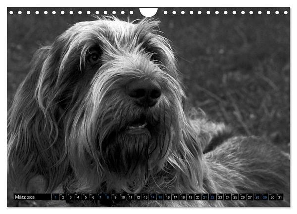 Produktbild: Carissimo Spinone Italiano (Wandkalender 2026 DIN A4 quer), CALVENDO Monatskalender