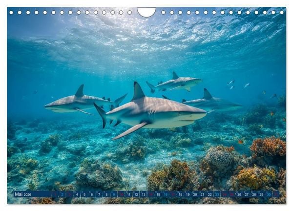 Produktbild: Hai Kalender - M&auml;chtige Haie der Ozeane und geheimnisvollen Unterwasserwelt (Wandkalender 2026 DIN A4 quer), CALVENDO Monatskalender