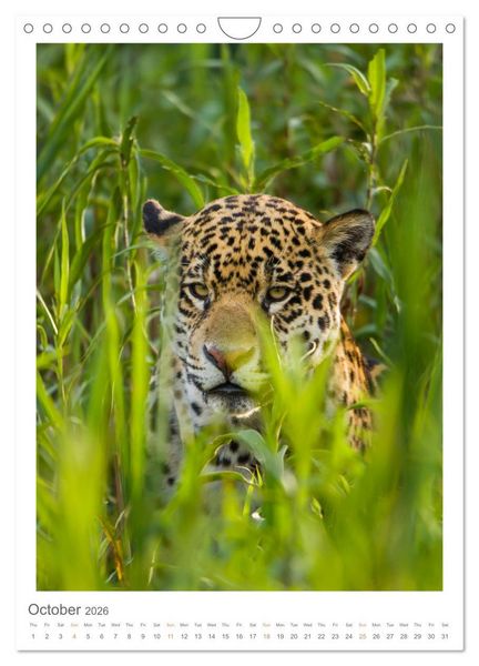 Produktbild: Pantanal Wildlife Photography (Wall Calendar 2026 DIN A4 portrait), CALVENDO 12 Month Wall Calendar