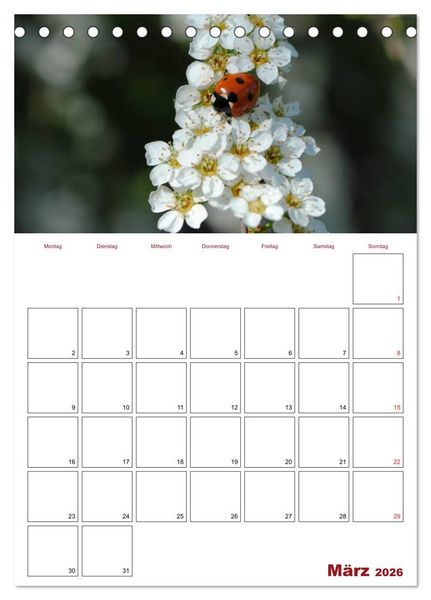 Produktbild: Marienk&auml;fergl&uuml;ck (Tischkalender 2026 DIN A5 hoch), CALVENDO Monatskalender