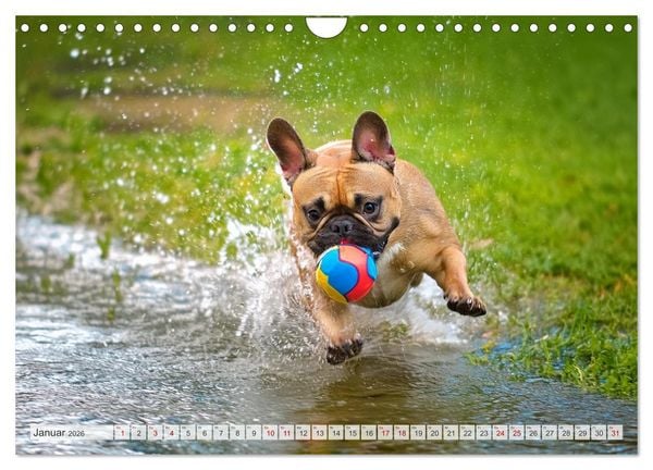 Produktbild: Bullys in Action - Franz&ouml;sische Bulldoggen lieben B&auml;lle (Wandkalender 2026 DIN A4 quer), CALVENDO Monatskalender