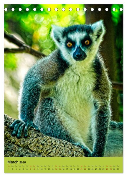 Produktbild: Adorable lemurs (Desk Calendar 2026 DIN A5 portrait), CALVENDO 12 Month DeskCalendar