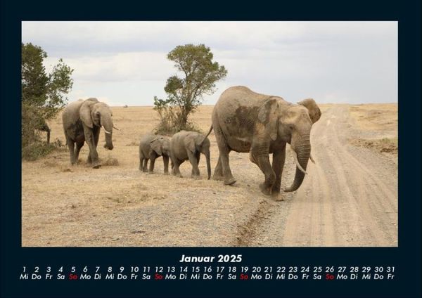 Produktbild: Der Elefantenkalender 2025 Fotokalender DIN A4