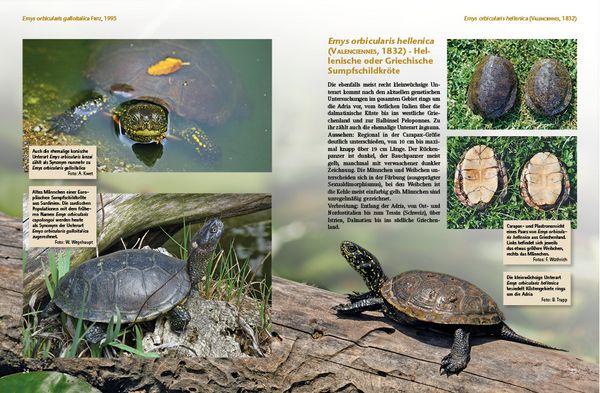 Produktbild: Europ&auml;ische Sumpfschildkr&ouml;ten