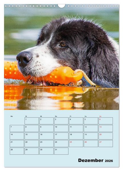 Produktbild: Familienplaner Landseer - Freund und Retter (Wandkalender 2026 DIN A3 hoch), CALVENDO Monatskalender
