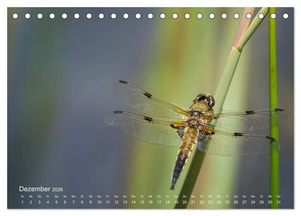 Produktbild: Eine Safari im Garten (Tischkalender 2026 DIN A5 quer), CALVENDO Monatskalender