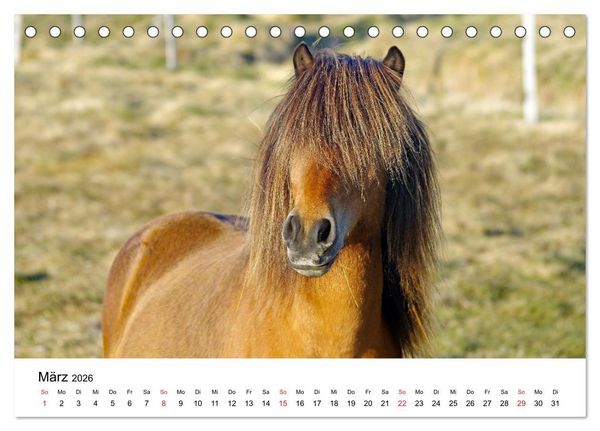 Produktbild: Die Pferde Islands - Ein Streifzug durch Island (Tischkalender 2026 DIN A5 quer), CALVENDO Monatskalender