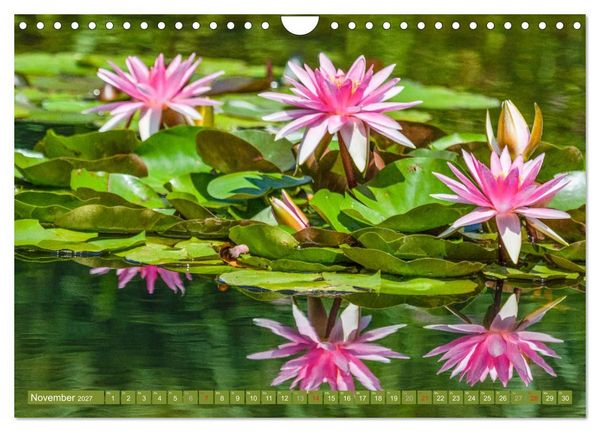 Produktbild: Zauberhafte Seerosen (Wandkalender 2027 DIN A4 quer), CALVENDO Monatskalender