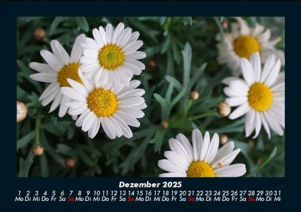 Produktbild: Bilder aus der Natur 2025 Fotokalender DIN A5