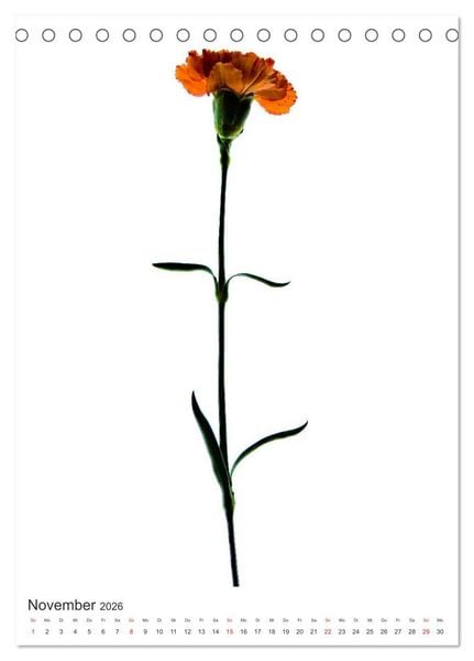 Produktbild: Blumen pur (Tischkalender 2026 DIN A5 hoch), CALVENDO Monatskalender