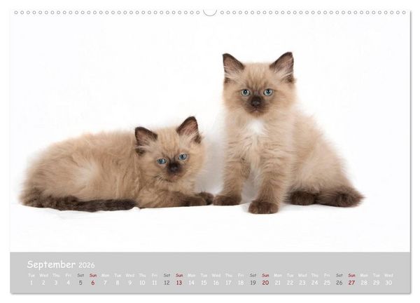 Produktbild: Amazing Ragdoll Kittens (High Quality Premium Wall Calendar 2026 DIN A2 landscape),CALVENDO 12 Month Wall Calendar