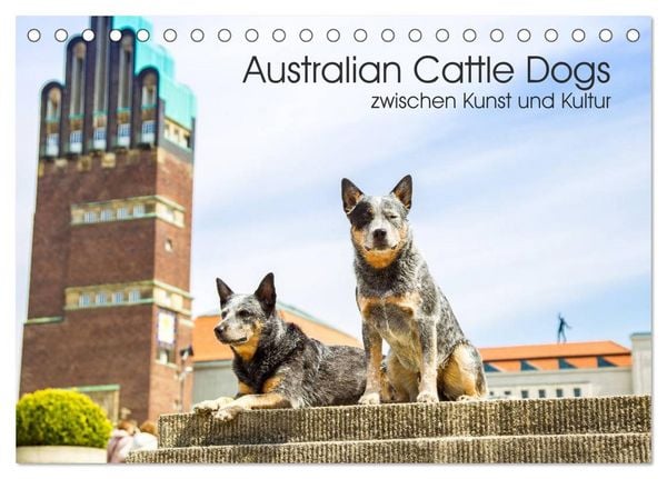 Australian Cattle Dogs zwischen Kunst und Kultur (Tischkalender 2026 DIN A5 quer), CALVENDO Monatskalender