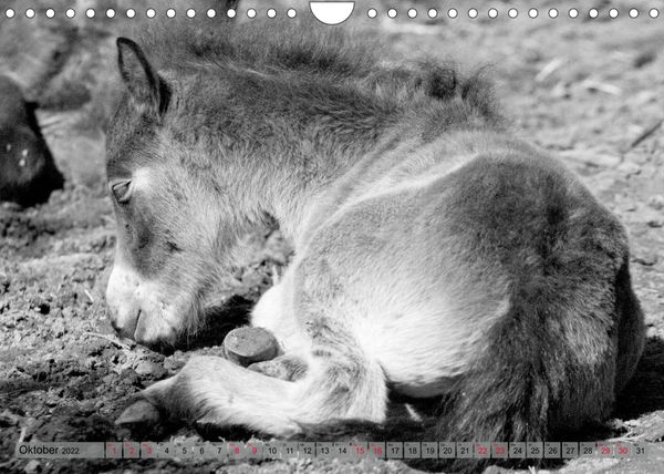 Produktbild: Die letzten Wildpferde Exmoor Ponys (Wandkalender 2022 DIN A4 quer)