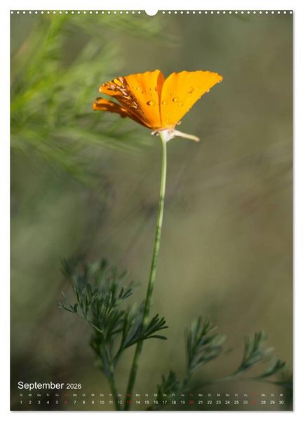 Produktbild: NATUR PUR Kleine Blumen am Wegesrand (Wandkalender 2026 DIN A2 hoch), CALVENDO Monatskalender