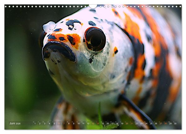 Produktbild: Goldfischportraits (Wandkalender 2026 DIN A3 quer), CALVENDO Monatskalender
