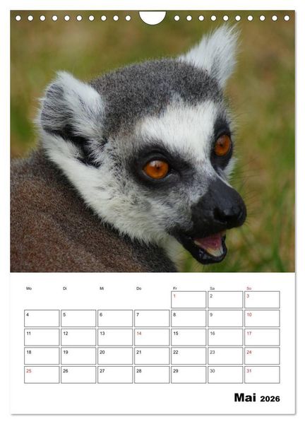 Produktbild: Katta Terminplaner (Wandkalender 2026 DIN A4 hoch), CALVENDO Monatskalender