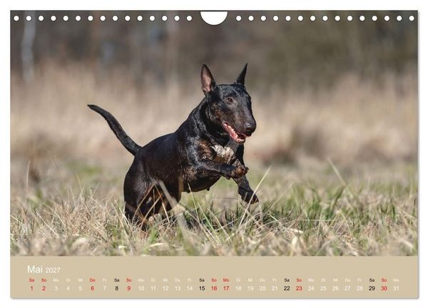 Produktbild: Bullterrier - charmante Herzensbrecher (Wandkalender 2027 DIN A4 quer), CALVENDO Monatskalender