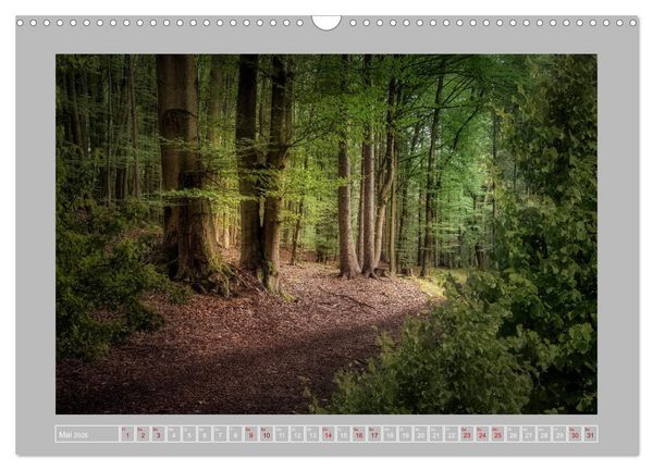Produktbild: Wald im Licht (Wandkalender 2026 DIN A3 quer), CALVENDO Monatskalender