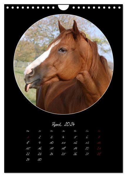 Crazy horses (Wandkalender 2024 DIN A4 hoch), CALVENDO Monatskalender