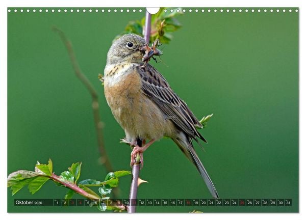 Produktbild: Heimische Singv&ouml;gel in Feld und Flur (Wandkalender 2026 DIN A3 quer), CALVENDO Monatskalender