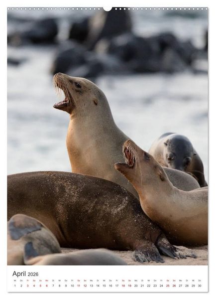 Produktbild: Galapagos - Atemberaubende Tierwelt (Wandkalender 2026 DIN A2 hoch), CALVENDO Monatskalender