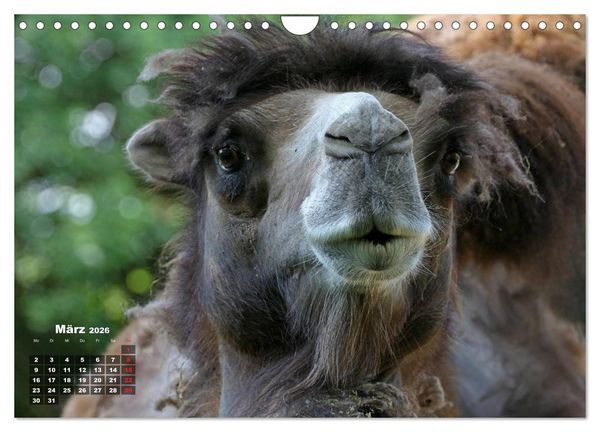 Produktbild: Kamele (Wandkalender 2026 DIN A4 quer), CALVENDO Monatskalender