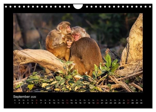 Produktbild: Willkommen in Indien 2026 (Wandkalender 2026 DIN A4 quer), CALVENDO Monatskalender