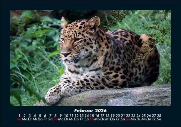 Produktbild: Tierkalender 2026 Fotokalender DIN A5