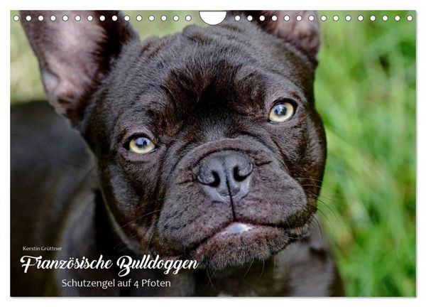 Produktbild: Franz&ouml;sische Bulldoggen - Schutzengel auf 4 Pfoten (Wandkalender 2026 DIN A4 quer), CALVENDO Monatskalender