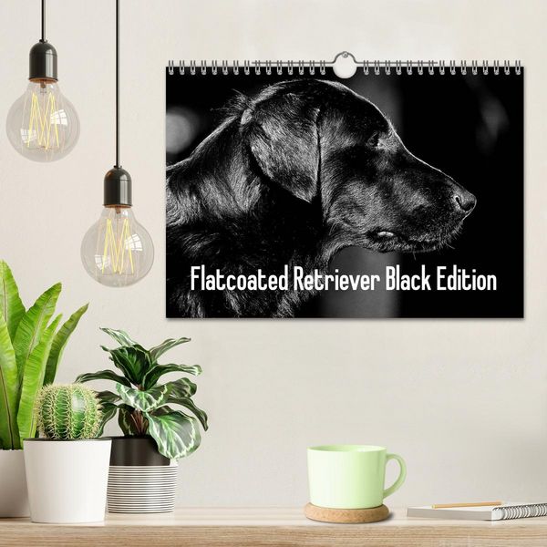 Produktbild: Flatcoated Retriever Black Edition (Wandkalender 2026 DIN A4 quer), CALVENDO Monatskalender